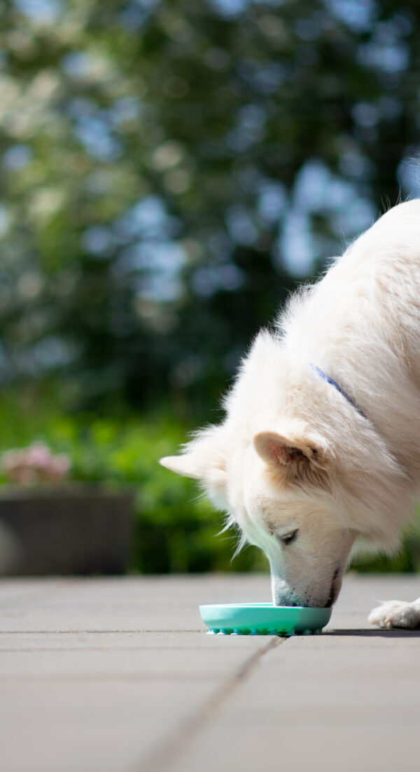 Dyb Slikkemåtte nr. 1 Aktiveringslegetøj til din hund Dyb Slikkemåtte nr. 1 Aktiveringslegetøj til din hund Dyb slikkemåtte til din hund, med en høj kant Måler 15 x 15  cm! Denne slikkemåtte er rigtig god til tørfoder og også til at bruge mere flydende væsker, da denne slikkemåtte har høj kant og er derfor god til at fryse ex et gnaveben og eller et griseører med i og som vil gøre det endnu sværere for hunden at få bugt med, der er derfor lang tygge/slikke tid i denne slikkeskål / slikkemåtte. Du kan sagtens bruge slikkemåtten med alt slags foder og eventuelt fryse den natten over, for at give din hund en større udfordring med sin mad. Takket være de forskellige teksturer kan du bruge både tør, våd og frisk mad, så som BARF, torskerogn, røget laks og andet godt. Tilføj enten tørfoder, godbidder eller vådfoder og lad din hund få sit måltid, samtidig med at den bruger sine sanser, ved at snuse og slikke, for at få maden fri. Begge dele er stressreducerende for hunden og giver derved hunden en sund måde at blive træt på. De fleste hunde elsker at arbejde for deres mad og med denne slikkemåtte kan du både give din hund foder samtidig med at du stimulerer din hund mentalt og på et og samme tid, forhindre hunden i at sluge maden for hurtigt. Gode ideer til brugen af dit aktiveringslegetøj til hunden Smør for eksempel noget vådfoder – dåsemad på, lig den i fryseren og brug den når du fx skal distrahere hunden, mens du vasker hunden, eller klipper negle eller når du har gæster og hunden skal hugge sig med noget alt imens. Slikkeskålen Slikkemåtten har en høj kant, så foderet ikke løber ud. Her får du mental aktivering kombineret med de sødeste design - what's not to like?! 🐶 Dyb Slikkemåtte nr. 1 Aktiveringslegetøj til din hund Aktiveringslegetøj til hunde - Mentalstimulerende og sjov at arbejde med. Slikkemåtter – kong – zogoflex, slowfeeder med mange andre. Det vigtigste redskab du skal investere i til din hund. Det er en fest, ren fornøjelse for den enkelte hund at få, med lækkert fyld, både vådt og tørt foder samt godbidder kan tilføres. Det er mentalstimulerende for din hund, og derved hjælper din hund til at blive naturligt træt. Det er et godt ”hemmeligt” våben, når du i din travle hverdag lige skal sikre at din hund bliver stimuleret. Flere Eksempler og ideer på/til at bruge dette fremragende aktiveringslegetøj til hunde: Vi kan med fordel bruge det til at give hvalpen/hunden mulighed for at få bearbejdet alle dagens/turens oplevelser/indtryk og herved ”putte alle indtryk i rette kasser”. (Godt at tilbyde når man kommer hjem fra en gåtur – idet hunden opfanger alt omkring sig og hermed kan det hjælpe på at give ro) Du skal have middagsgæster og hunden skal slappe af alt imens – her har hunden noget at foretage sig alt imens du varetager dine gæster som kommer til middag. Miljøtræning – kan ikke undgås – den hjælper hunden til at forholde sig neutralt til sine omgivelser, samt forbinder hunden sine omgivelser med noget positivt (lyde/bevægelser = der kommer noget positivt ind i munden) Ydermere er det et Fremragende redskab til din lydtræning og miljøtræning. Lydtræning er 80% af vores træning og prægning af hundens selvtillid og deraf en hund i balance. Produktbeskrivelse: Slikkemåtten er fremstillet i fødevaregodkendt samt BPA-fri silikone. Slikkemåtten/slowfeeder måler 15 x 15 cm Non-stick materiale Let at rengøre Kan vaskes i opvaskemaskinen Tåler frys BPA-fri Bidrager til mental sundhed hos hunden Ideer til andet aktiveringslegetøj og eller foder/godbidder som du med fordel kan bruge: Aktiveringslegetøj: DODECABALL aktiveringslegetøj – MAXI 8 cm Pink Jolly-Tuff – Lille 11,5cm DIABALL aktiveringslegetøj – Mini 8 cm Grøn OCTABALL aktiveringslegetøj – MAXI 14.5cm Blå Foder: Puppy Lamb & Potato (12 kg) – Chicopee Holistic Nature Line – Kornfrit foder Adult Ostrich & Potato (semisoft) 12 kg – Chicopee Holistic Nature Line Godbidder: Chicopee Dog Adult Poultry & Salmon 1 x 400 gram Chicopee Joint Bites med Grønlæbet Musling & Rejer 350g Woolf – Goat-Ged semi soft 100g