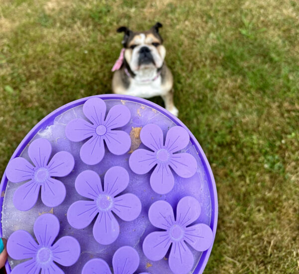 Slikkemåtte Blomster nr. 1 Aktiveringslegetøj til din hund Slikkemåtte Blomster nr. 1 Aktiveringslegetøj til din hund Slikkemåtte Blomster / slowfeeder til din hund i stor størrelse! Måler 20 x 20 x 2 cm! Takket være de forskellige teksturer kan du bruge både tør, våd og frisk mad, så som BARF, torskerogn, røget laks og andet godt. Tilføj enten tørfoder, godbidder eller vådfoder og lad din hund få sit måltid, samtidig med at den bruger sine sanser, ved at snuse og slikke, for at få maden fri. Begge dele er stressreducerende for hunden og giver derved hunden en sund måde at blive træt på. De fleste hunde elsker at arbejde for deres mad og med denne slikkemåtte kan du både give din hund foder samtidig med at du stimulerer din hund mentalt og på et og samme tid, forhindre hunden i at sluge maden for hurtigt. Gode ideer til brugen af dit aktiveringslegetøj til hunden Smør for eksempel noget vådfoder – dåsemad på, lig den i fryseren og brug den når du fx skal distrahere hunden, mens du vasker hunden, eller klipper negle eller når du har gæster og hunden skal hugge sig med noget alt imens. Slikkemåtten Blomst har en kant på 2 cm, så foderet ikke løber ud. Blomsterne og bladene er bløde kan skubbes til. Derudover er der sugekopper på bagsiden, så slikkemåtten ikke glider rundt - Slikkemåtten kan fastgøres til enhver overflade takket være de praktiske sugekopper på bagsiden. Her får du mental aktivering kombineret med de sødeste design - what's not to like?! 🐶 Slikkemåtte Blomster nr. 1 Aktiveringslegetøj til din hund Aktiveringslegetøj til hunde - Mentalstimulerende og sjov at arbejde med. Slikkemåtter – kong – zogoflex, med mange andre. Det vigtigste redskab du skal investere i til din hund. Det er en fest, ren fornøjelse for den enkelte hund at få, med lækkert fyld, både vådt og tørt foder samt godbidder kan tilføres. Det er mentalstimulerende for din hund, og derved hjælper din hund til at blive naturligt træt. Det er et godt ”hemmeligt” våben, når du i din travle hverdag lige skal sikre at din hund bliver stimuleret. Flere Eksempler og ideer på/til at bruge dette fremragende aktiveringslegetøj til hunde: Vi kan med fordel bruge det til at give hvalpen/hunden mulighed for at få bearbejdet alle dagens/turens oplevelser/indtryk og herved ”putte alle indtryk i rette kasser”. (Godt at tilbyde når man kommer hjem fra en gåtur – idet hunden opfanger alt omkring sig og hermed kan det hjælpe på at give ro) Du skal have middagsgæster og hunden skal slappe af alt imens – her har hunden noget at foretage sig alt imens du varetager dine gæster som kommer til middag. Miljøtræning – kan ikke undgås – den hjælper hunden til at forholde sig neutralt til sine omgivelser, samt forbinder hunden sine omgivelser med noget positivt (lyde/bevægelser = der kommer noget positivt ind i munden) Ydermere er det et Fremragende redskab til din lydtræning og miljøtræning. Lydtræning er 80% af vores træning og prægning af hundens selvtillid og deraf en hund i balance. Produktbeskrivelse: Slikkemåtten er fremstillet i fødevaregodkendt samt BPA-fri silikone. Slikkemåtten måler 20 x 20 x 2 cm Sugekopper på bagsiden Non-stick materiale Let at rengøre Kan vaskes i opvaskemaskinen BPA-fri Bidrager til mental sundhed hos hunden Ideer til andet aktiveringslegetøj og eller foder/godbidder som du med fordel kan bruge: Aktiveringslegetøj: DODECABALL aktiveringslegetøj – MAXI 8 cm Pink Jolly-Tuff – Lille 11,5cm DIABALL aktiveringslegetøj – Mini 8 cm Grøn OCTABALL aktiveringslegetøj – MAXI 14.5cm Blå Foder: Puppy Lamb & Potato (12 kg) – Chicopee Holistic Nature Line – Kornfrit foder Adult Ostrich & Potato (semisoft) 12 kg – Chicopee Holistic Nature Line Godbidder: Chicopee Dog Adult Poultry & Salmon 1 x 400 gram Chicopee Joint Bites med Grønlæbet Musling & Rejer 350g Woolf – Goat-Ged semi soft 100g